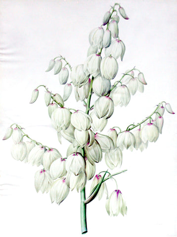 Pierre-Joseph Redouté  (Belgian, 1759-1840), “Aloe Yucca” Yucca aloifolia (detail)