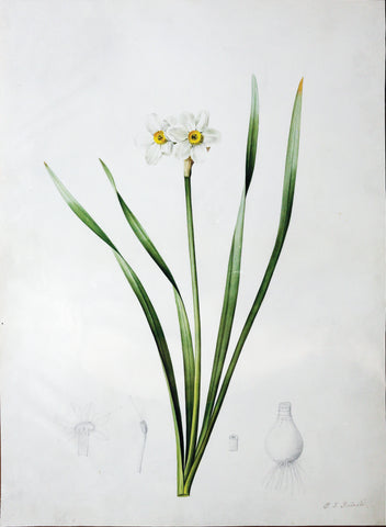 Pierre-Joseph Redouté (Belgian, 1759-1840), “Yellow-centered Daffodil” Narcissus biflorus