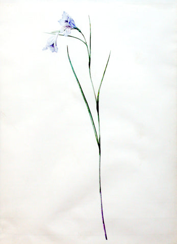 Pierre-Joseph Redouté  (Belgian, 1759-1840), “Graceful Gladiolus”Gladiolus gracilis