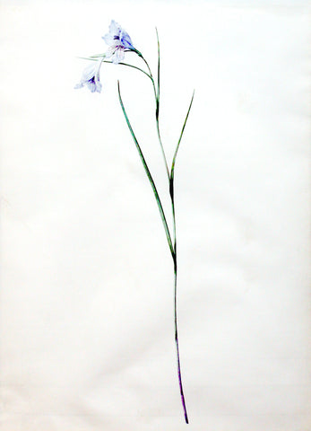 Pierre-Joseph Redouté (Belgian, 1759-1840), “Graceful Gladiolus”Gladiolus gracilis