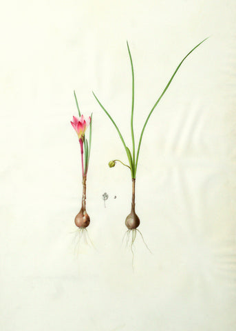 Pierre-Joseph Redouté (Belgian, 1759-1840), “Fairlily/Atamascolily” Amaryllis atamasco