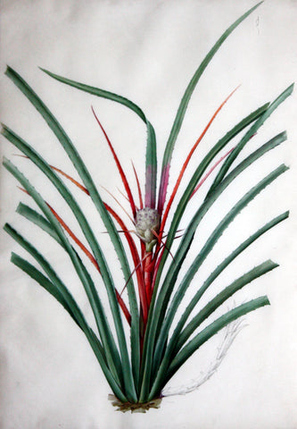 Pierre-Joseph Redouté (Belgian, 1759-1840), “Pinguin-Bromellia” Bromella karatas