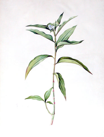 Pierre-Joseph Redouté (Belgian, 1759-1840), “Willow-Weed-leaved Brownball” Commelina persicariaefolia