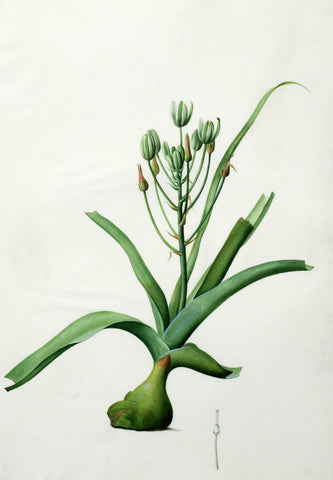 Pierre-Joseph Redouté  (Belgian, 1759-1840), “Schonland’s Lantern-flower” Albuca fastigiata