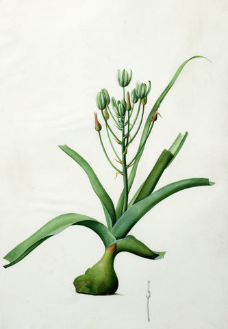 Pierre-Joseph Redouté (Belgian, 1759-1840), “Schonland’s Lantern-flower” Albuca fastigiata