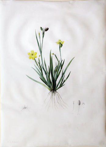 Pierre-Joseph Redouté (Belgian, 1759-1840), “Convulute Golden-eyed Grass” Sisyrinchium convolutum