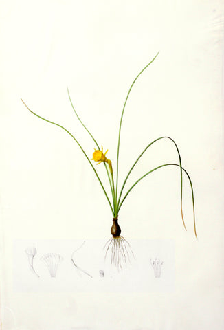 Pierre-Joseph Redouté (Belgian, 1759-1840), “Hoop Petticoat Narcissus” Narcissus tenuifolius