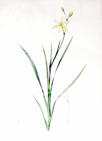 Pierre-Joseph Redouté (Belgian, 1759-1840), “Bulbil-Sparaxis” Ixia anemonaeflora