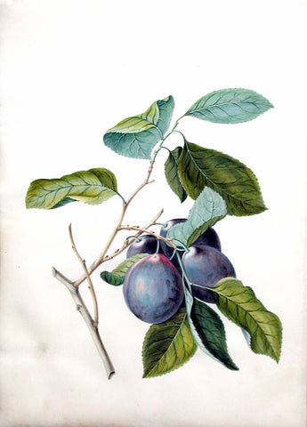 Pierre-Joseph Redouté (Belgian, 1759-1840), “Plums”