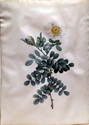 Pierre-Joseph Redouté  (Belgian, 1759-1840), “Rosa Bracteata” (Macartney Rose)