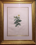 Pierre-Joseph Redouté  (Belgian, 1759-1840), “Rosa Bracteata” (Macartney Rose)