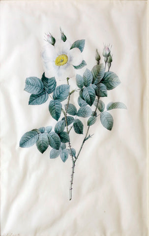 Pierre-Joseph Redouté  (Belgian, 1759-1840), “Rosa Geminata” (Gemini Rose)