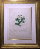 Pierre-Joseph Redouté  (Belgian, 1759-1840), “Rosa Geminata” (Gemini Rose)