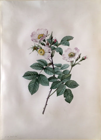 Pierre-Joseph Redouté  (Belgian, 1759-1840), “Rosa Stylosa” (Rose of the Fields)