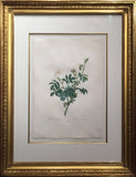 Pierre-Joseph Redouté  (Belgian, 1759-1840), “Rosa Tomentosa” (Tomentose Rose)