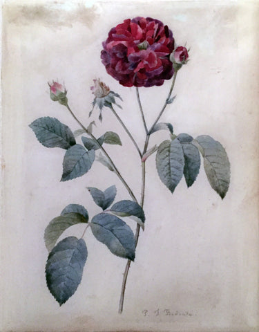 Pierre-Joseph Redouté (Belgian, 1759-1840), Study of a Red Rose