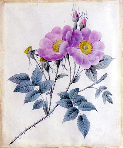 Pierre-Joseph Redouté  (Belgian, 1759-1840), Wild Roses