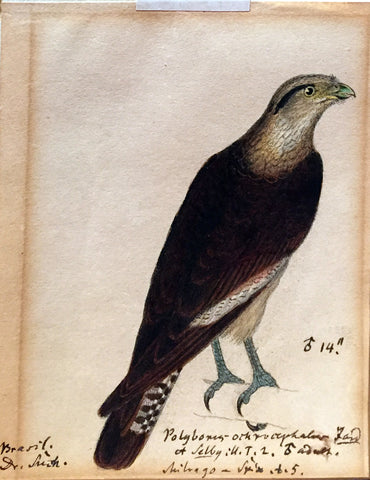 Heinrich Gottlieb Ludwig Reichenbach (German, 1793-1879), Polybonig Othrocphalow… Brasil