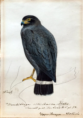 Heinrich Gottlieb Ludwig Reichenbach (German, 1793-1879), Unubtinga Sthisaica Sclater Upper Amazon Bolivia
