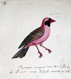 Heinrich Gottlieb Ludwig Reichenbach (German, 1793-1879), Original watercolor drawings for Die Vollständigste Naturgeschichte der Vögel des In- und Auslandes.