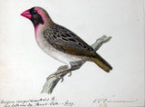 Heinrich Gottlieb Ludwig Reichenbach (German, 1793-1879), Original watercolor drawings for Die Vollständigste Naturgeschichte der Vögel des In- und Auslandes.