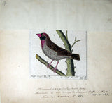 Heinrich Gottlieb Ludwig Reichenbach (German, 1793-1879), Original watercolor drawings for Die Vollständigste Naturgeschichte der Vögel des In- und Auslandes.