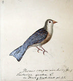 Heinrich Gottlieb Ludwig Reichenbach (German, 1793-1879), Original watercolor drawings for Die Vollständigste Naturgeschichte der Vögel des In- und Auslandes.
