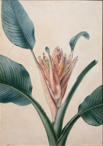Adèle Riché (French, 1791-1887), Musa Coccinea, Scarlet Banana (?)