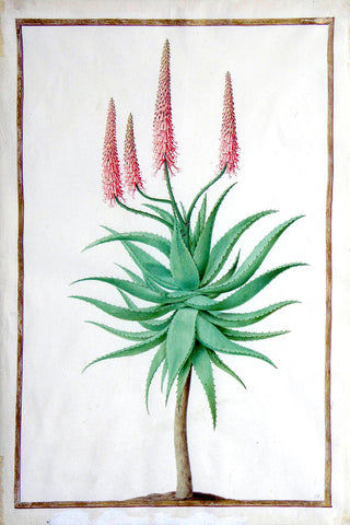 Nicolas Robert (French, 1614-1685), An Aloe with succulent, serrated leaves on a stem with four corymbs of red flowers