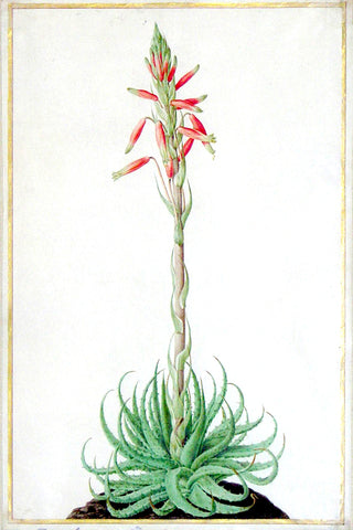 Nicolas Robert (French, 1614-1685), An aloe with succulent, serrated leaves and one corymb of a red flower