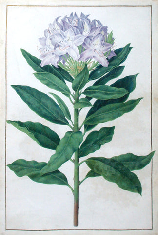 Nicolas Robert (French, 1614-1685), Untitled (Purple flower)