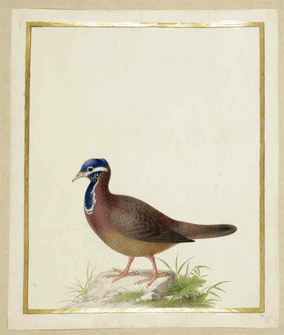 Nicolas Robert (French, 1614-1685), Blue-headed Dove [Colombe a tete bleue (Starnoenas cyanocephala)]