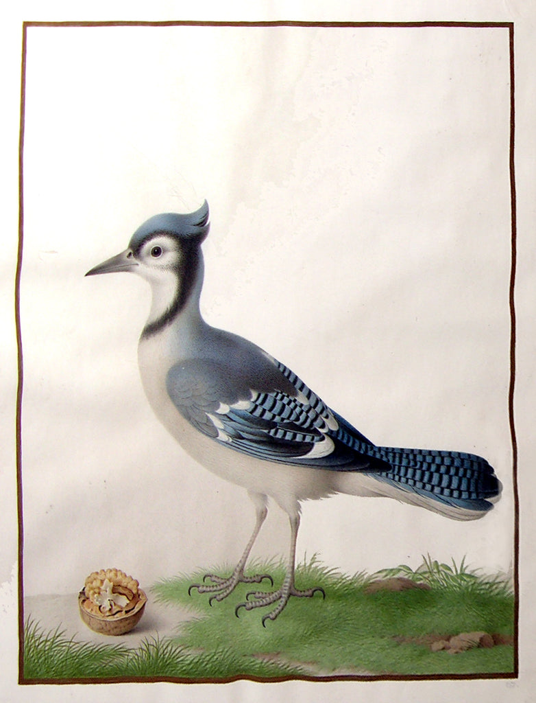 Blue Jay (Cyanocitta cristata) Dimensions & Drawings