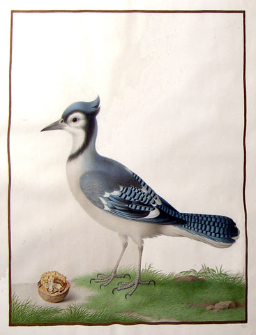 Nicolas Robert (French, 1614-1685), Blue Jay (Cyanocitta cristata)