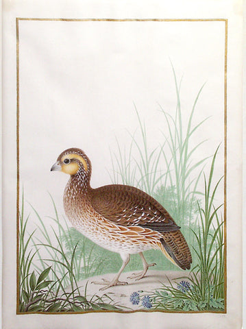 Nicolas Robert (French, 1614-1685), Northern Bobwhite (Female)