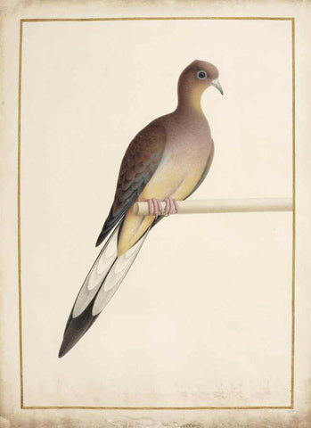 Nicolas Robert (French, 1614-1685), Passenger Pigeon [Tourterelle voyageuse (Ectopistes migratorius)]