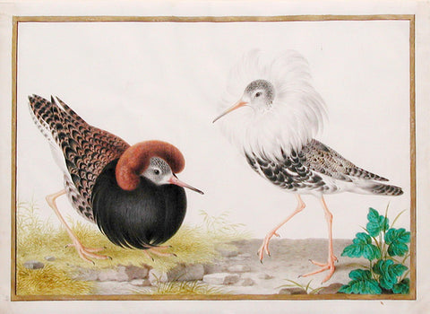 Nicolas Robert (French, 1614-1685), Two Male Ruff on the Lek