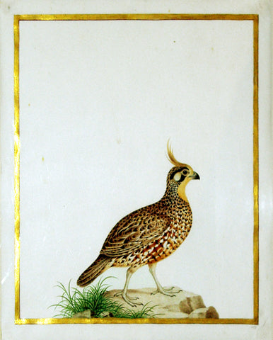 Nicolas Robert (French, 1614-1685), Untitled (Quail?)
