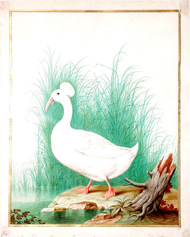 Nicolas Robert (French, 1614-1685), Variety of Mallard Duck