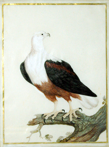 Nicolas Robert (French, 1614-1685), Eagle