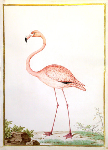 Nicolas Robert (French, 1614-1685), Flamingo