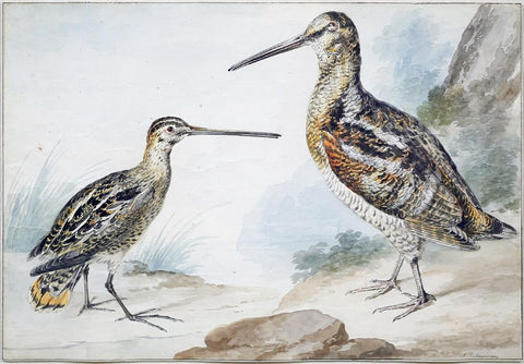 Aert Schouman (Dutch, 1710-1792), A Male and Female Snipe