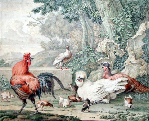 Aert Schouman (Dutch, 1710-1792), Chicken Fowl