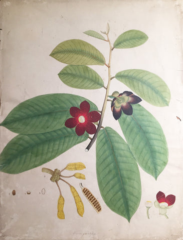 Indian School (19th-Century), A collection of ten watercolors executed by S. Sedgfield and students atthe Government School of Art, Calcutta