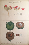 Indian School (19th-Century), A collection of ten watercolors executed by S. Sedgfield and students atthe Government School of Art, Calcutta