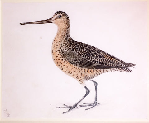 Prideaux John Selby (British, 1788-1867), “Brown Snipe, Summer Plummage” (Brown Longbeak)