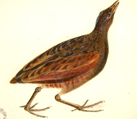 Prideaux John Selby (British, 1788-1867), “Common Crake, Male” (Meadow or Corn Crake)