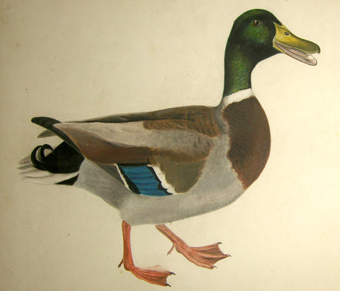 Prideaux John Selby (British, 1788-1867), “Common Wild Duck” (Mallard Duck)