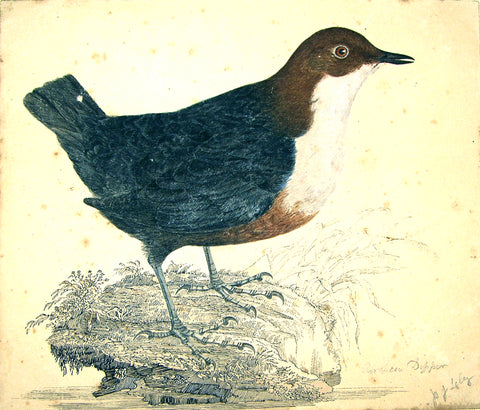 Prideaux John Selby (British, 1788-1867), “European Dipper”