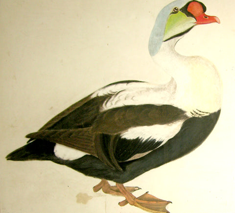 Prideaux John Selby (British, 1788-1867), “King Eider Duck”